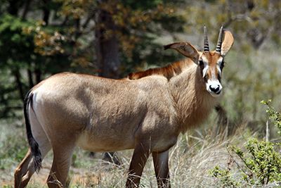 Roan Antelope for Sale