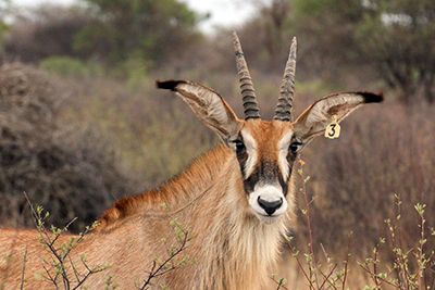 Roan Antelope Heifers for Sale