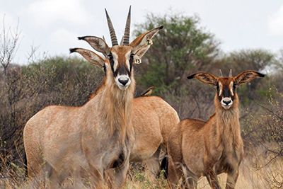Roan Antelope heifers for Sale