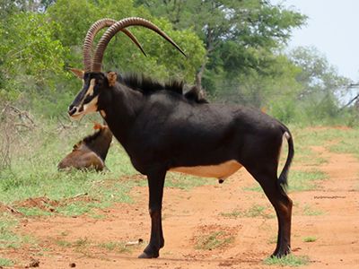 Sable Antelope for Sale