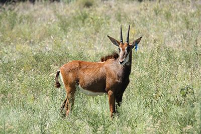 Sable Antelope for Sale