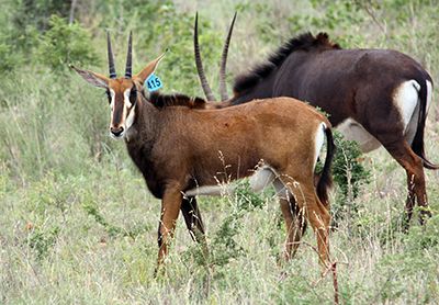Sable Antelope for Sale