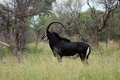 Sable Antelope for Sale