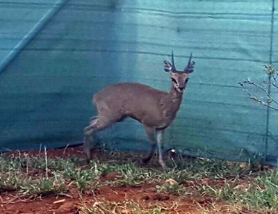 Klipspringer for Sale