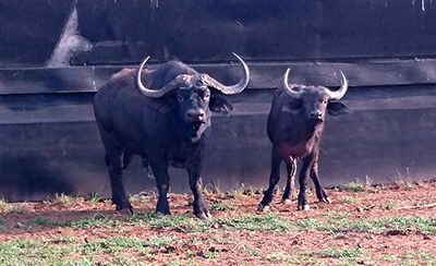 Adult Buffalo for Sale