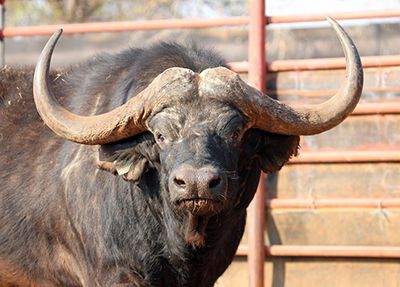 Buffalo for Sale Madikwe Bull