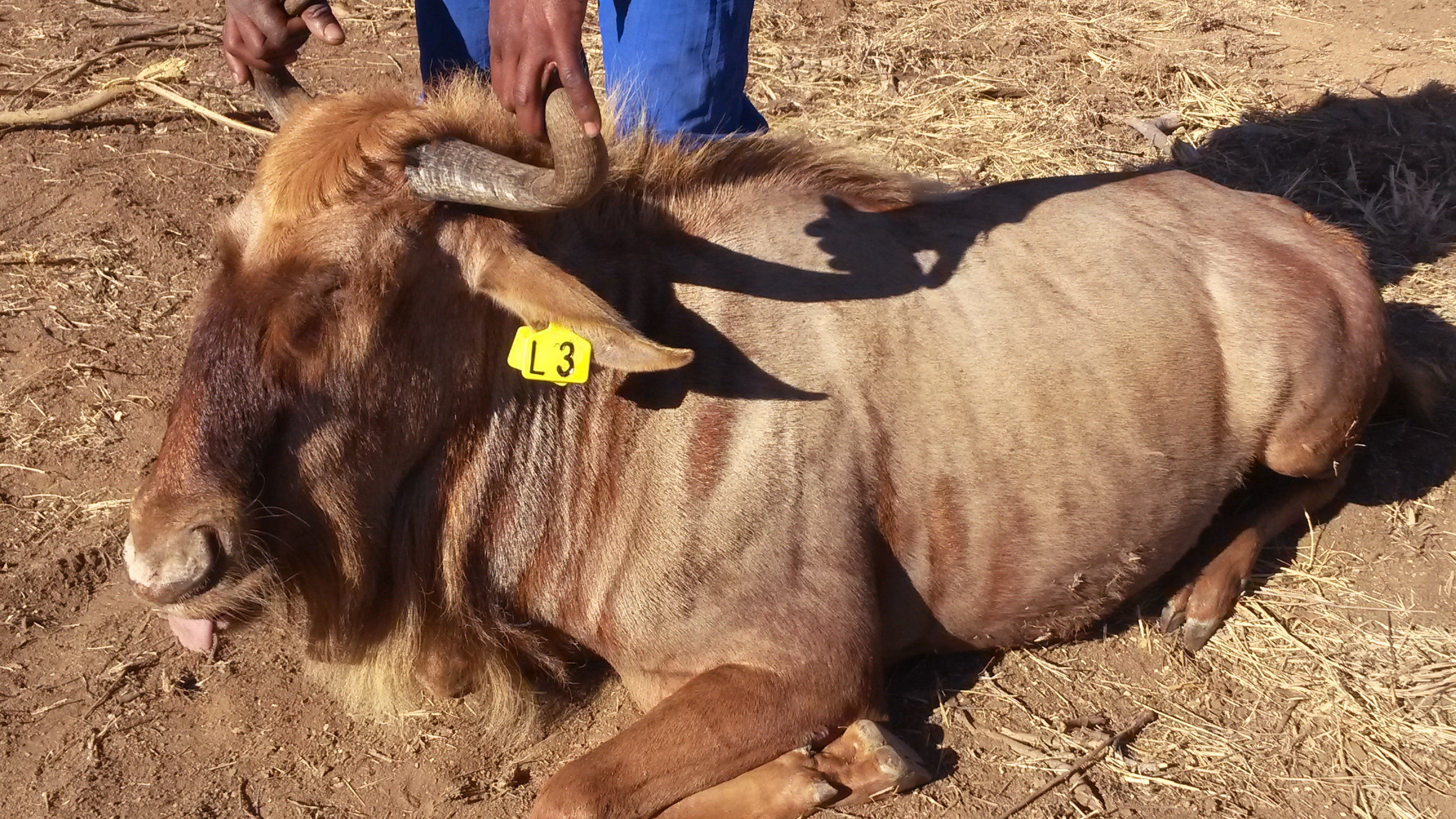Goldenwildebees Heifer for Sale