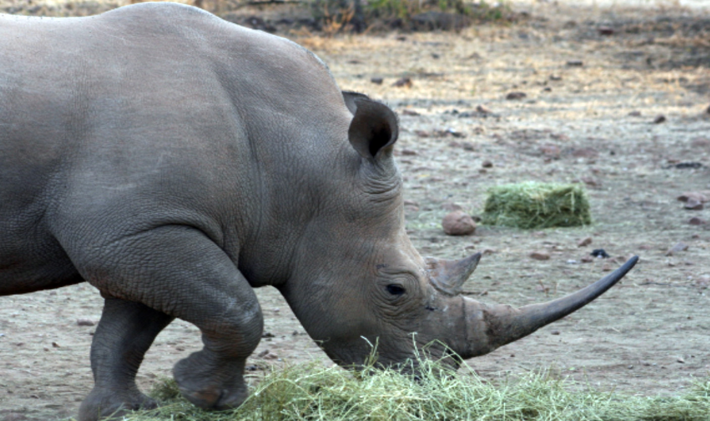 Female Rhino for Sale Possibly Pregnant