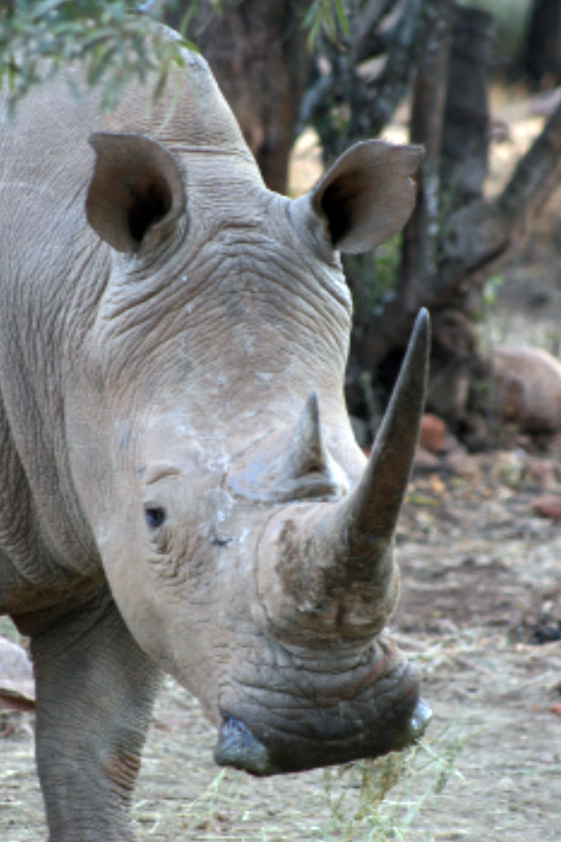 Female Rhino for Sale Possibly Pregnant