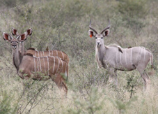 White Kudu for Sale