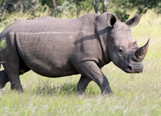 Rhino Bull for Sale