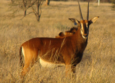 Sable Antelope for Sale